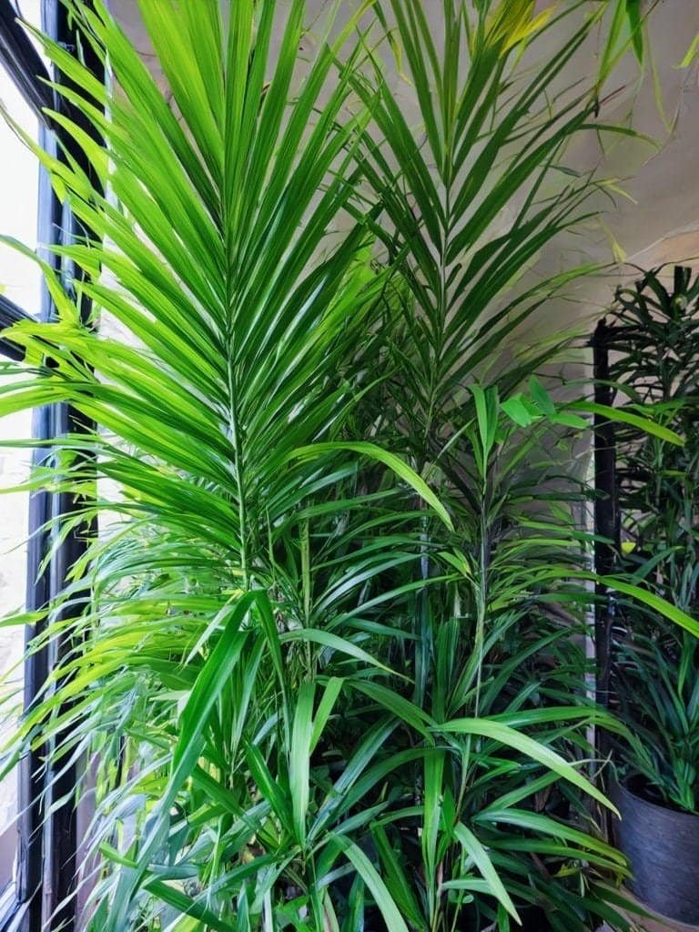 Image A large green plant in a house