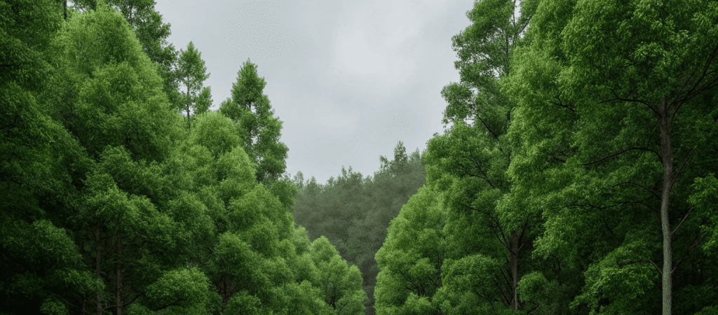 minimalist tiny houses in a forest