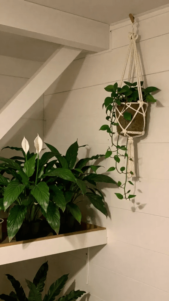 Image Compact Peace Lilies for Low Light