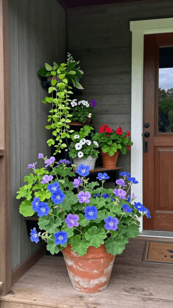 Image Hardy Geraniums for Tiny Porches